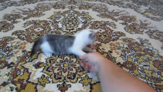 HD порно 147035