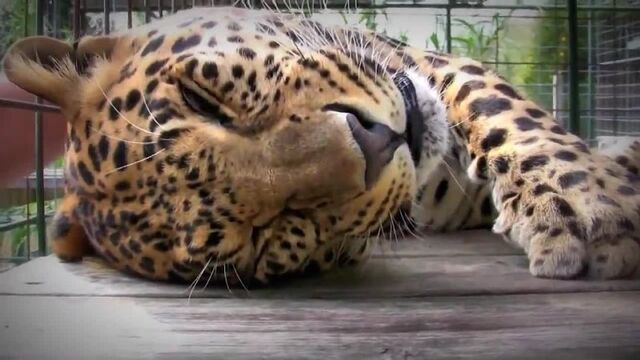 HD порно 123219