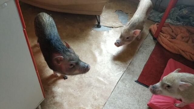 HD порно 113587