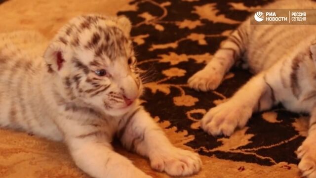 HD порно 159572