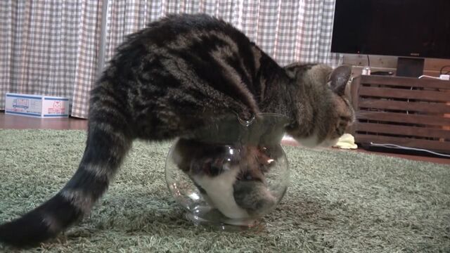 HD порно 108209