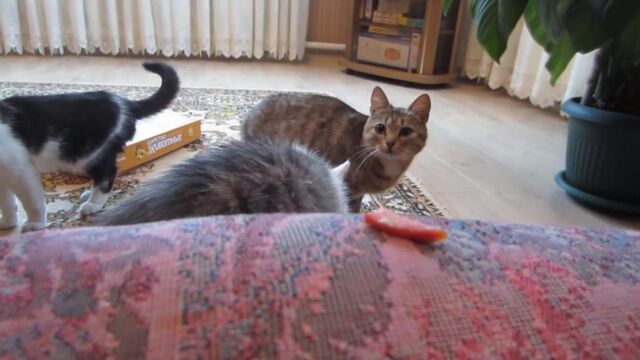 HD порно 115608