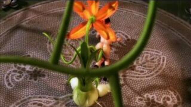 HD порно 236794