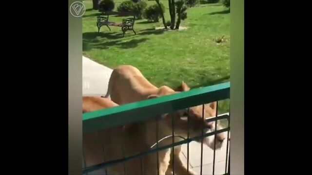 HD порно 185311